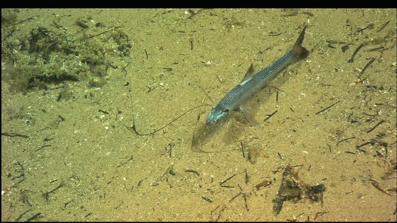 Рыба-тренога (Bathypterois grallator)