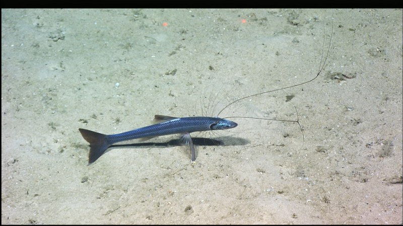 Рыба-тренога (Bathypterois grallator)