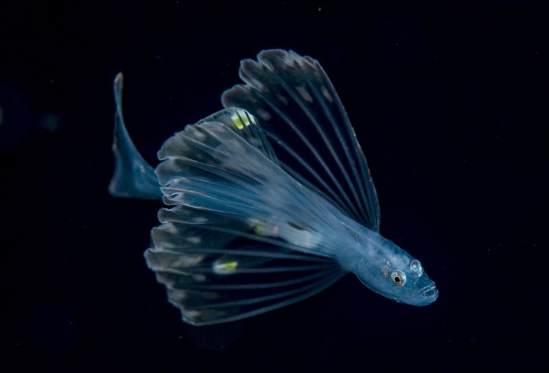 Веслонос (Psephurus Gladius)