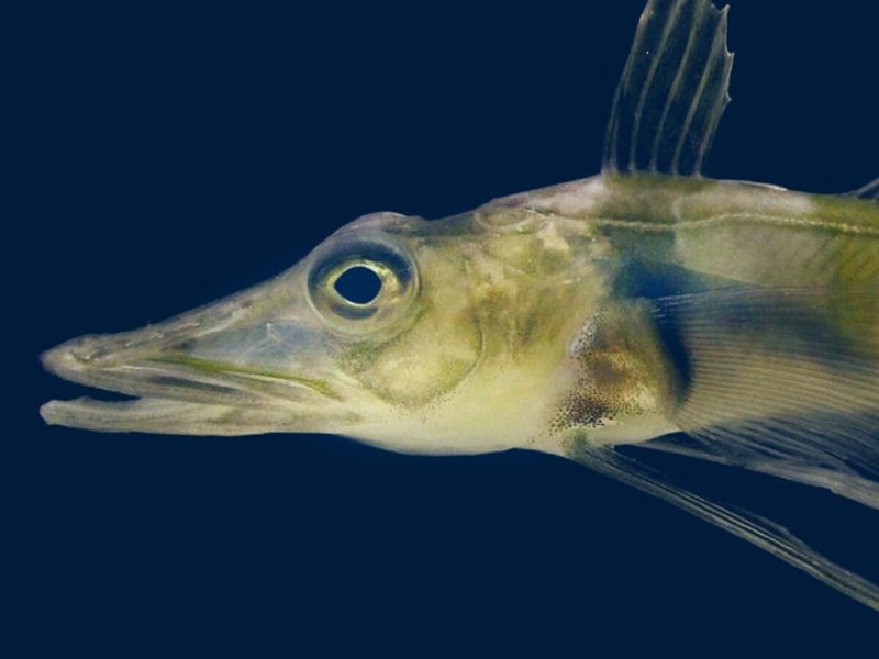 Морской черт удильщик