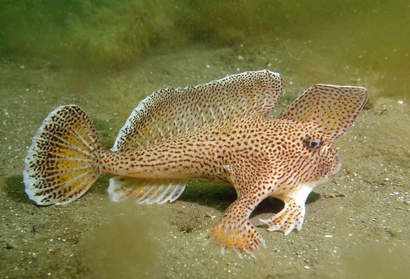 Веслонос (Polyodon spathula)