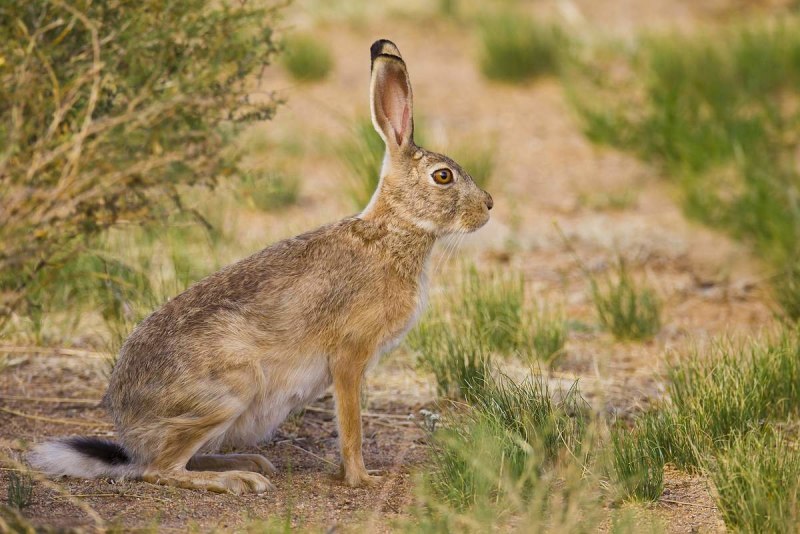 Заяц Русак (Lepus europaeus)