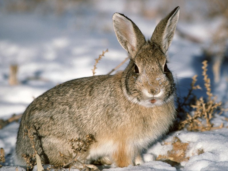 Заяц-Русак (лат. Lepus europaeus)