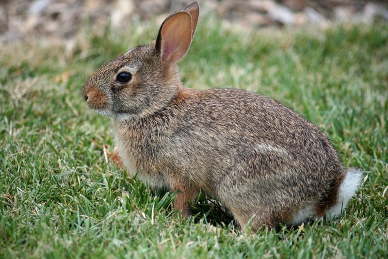 Степной кролик (Sylvilagus audubonii)