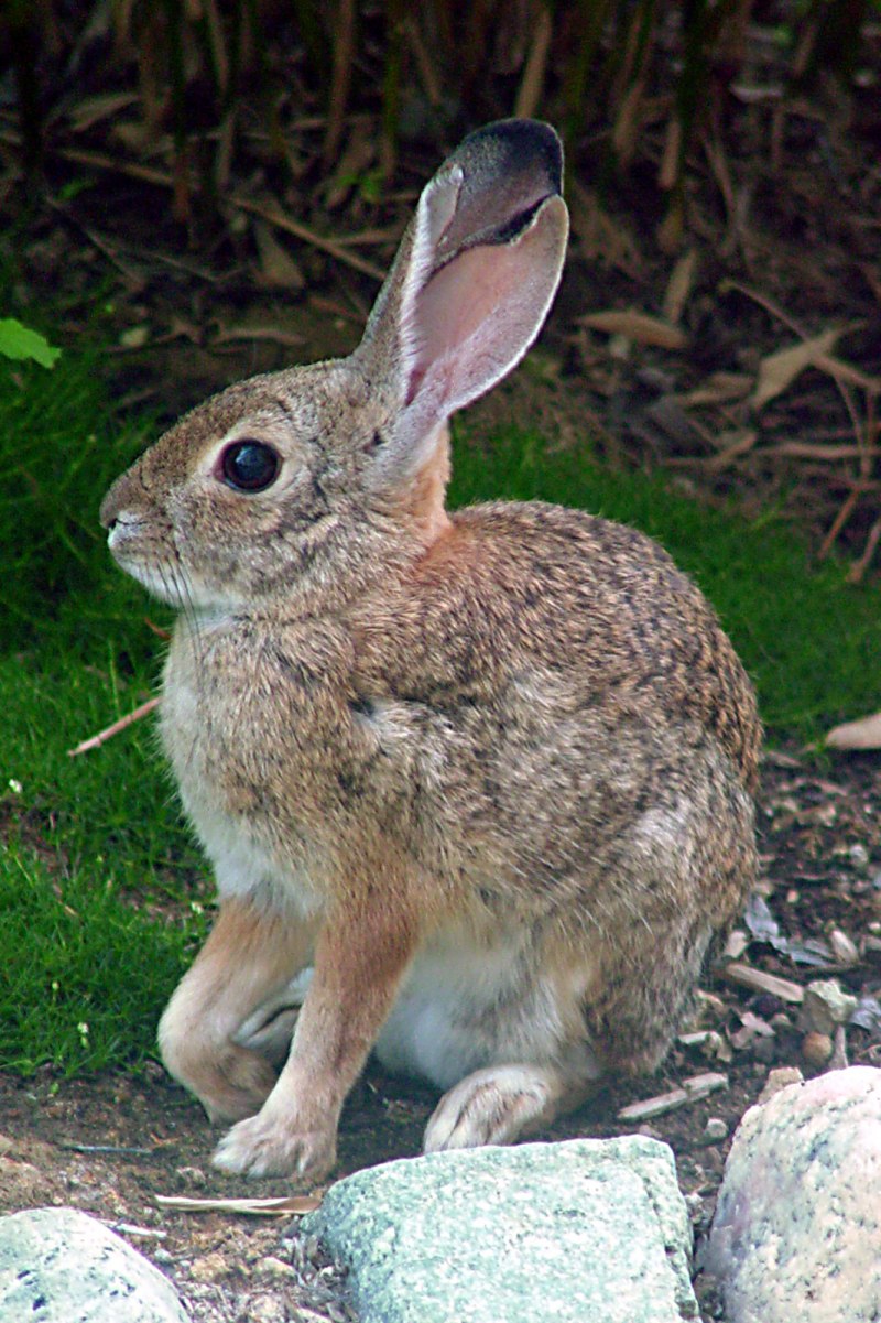 Степной кролик (Sylvilagus audubonii)