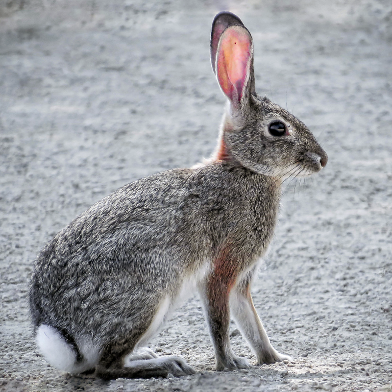 Степной кролик (Sylvilagus audubonii)