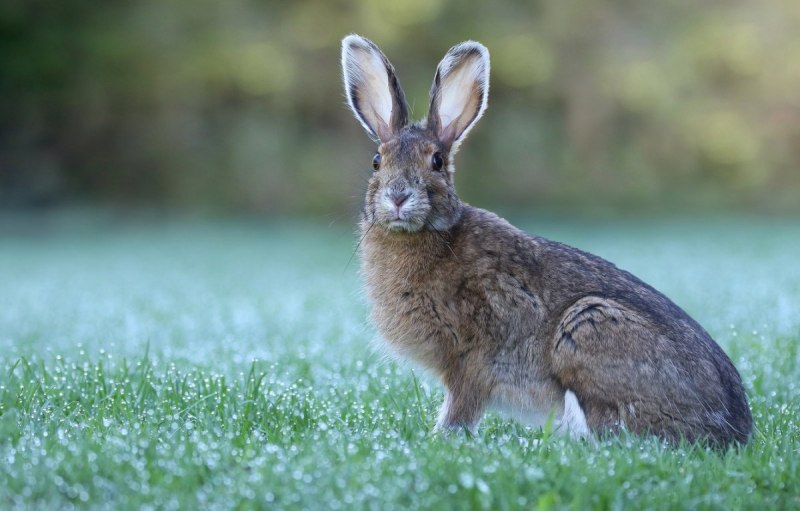 Заяц-Русак (лат. Lepus europaeus)