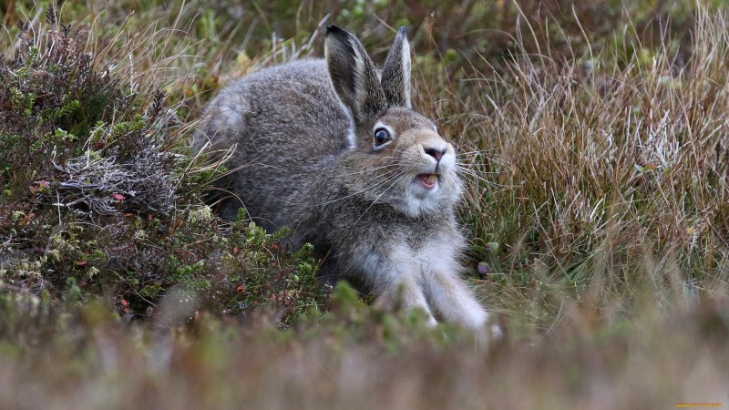 Oryctolagus cuniculus