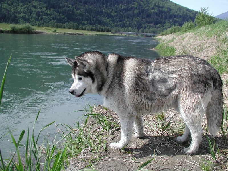 Колли и маламут