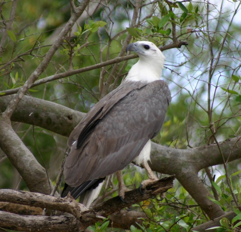 Белобрюхий Орлан (Haliaeetus leucogaster)