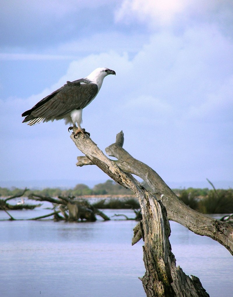Белобрюхий Орлан - White-bellied Sea-Eagle - Haliaeetus leucogaster