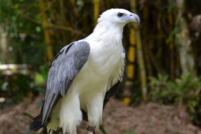 White bellied Sea Eagle