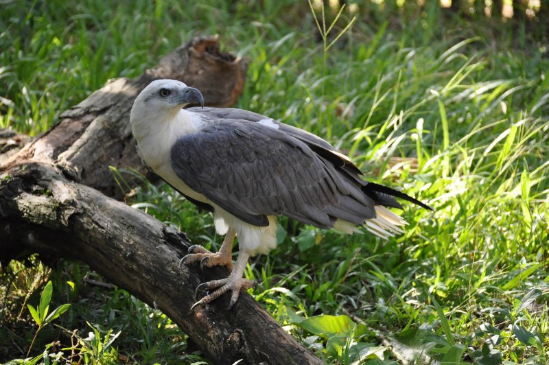 Белобрюхий Орлан - White-bellied Sea-Eagle - Haliaeetus leucogaster