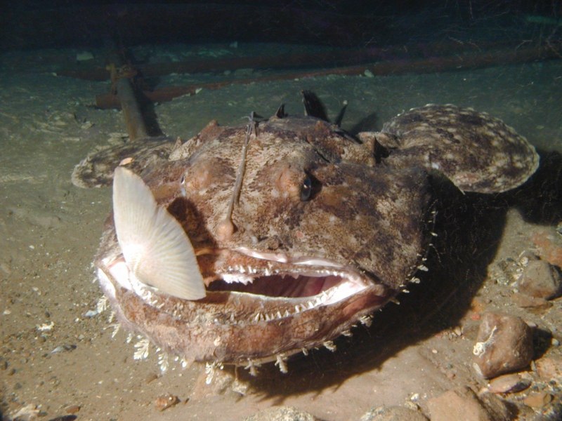 Морской чёрт удильщик