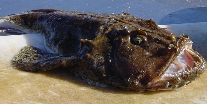 Балтийский морской черт рыба