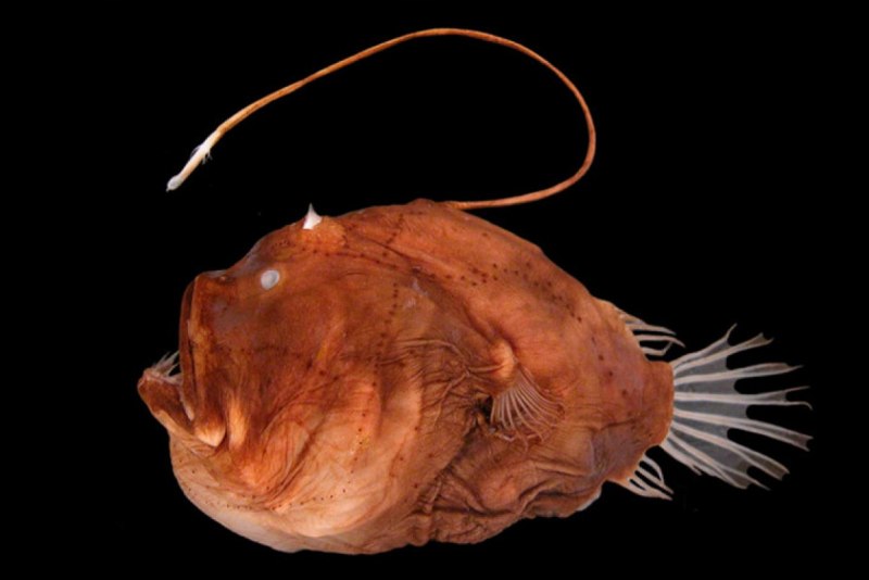 Европейский удильщик Lophius piscatorius