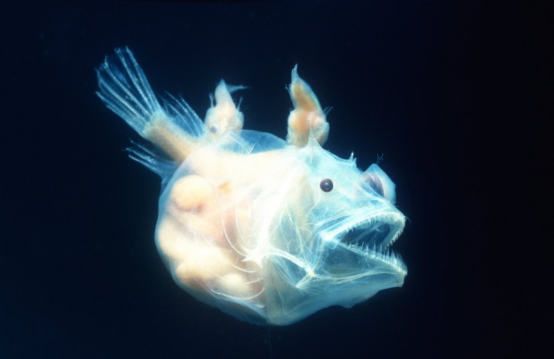Морской черт удильщик