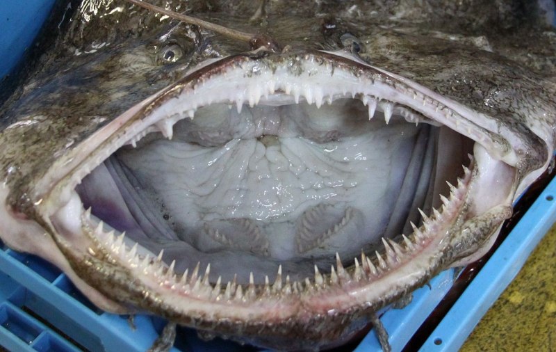 Европейский удильщик Lophius piscatorius