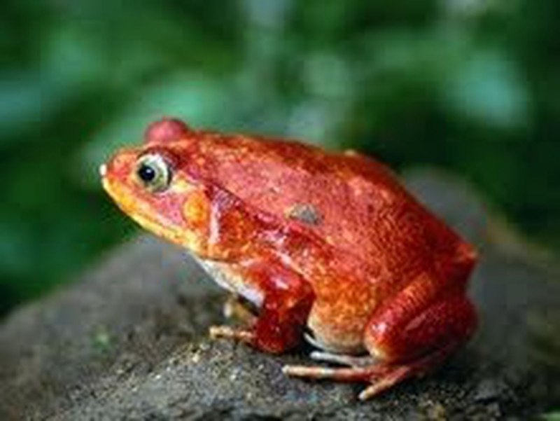 Красный узкорот красный