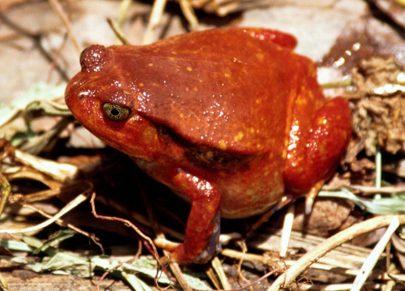 Dyscophus antongilii