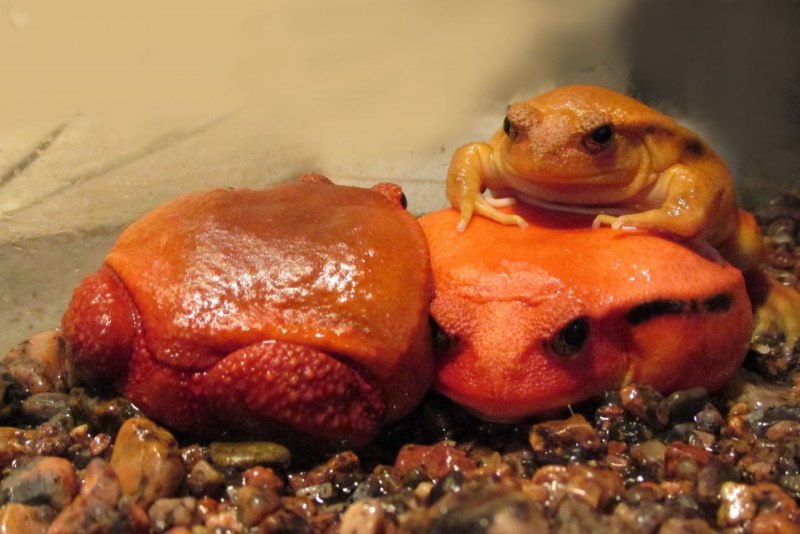 Dyscophus antongilii