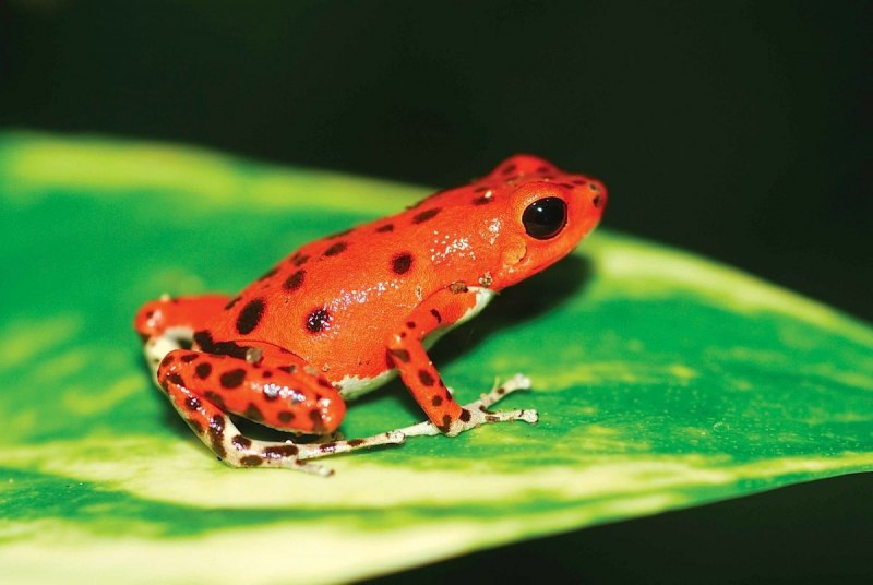 Dyscophus antongilii