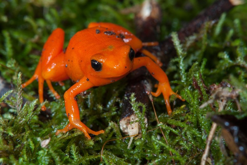 Tomato Monster Amphibia