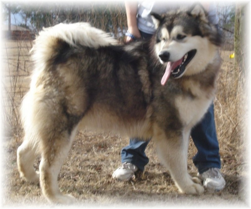 Giant Alaskan Malamute Puppies