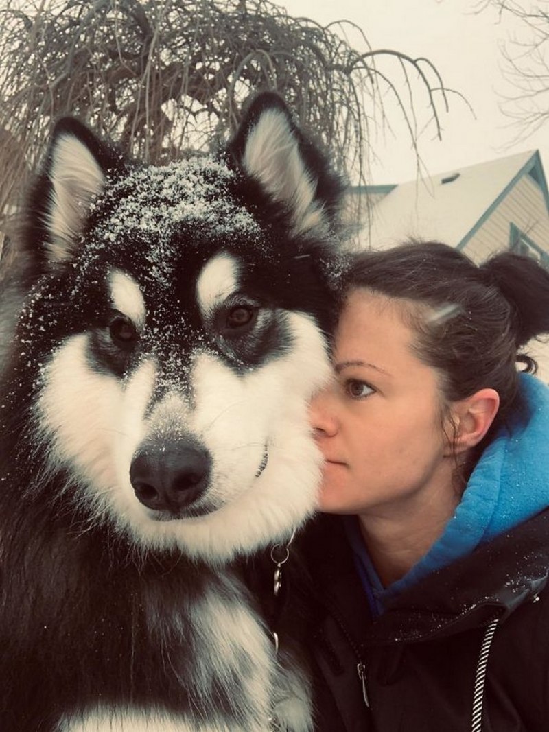 Giant Alaskan Malamute