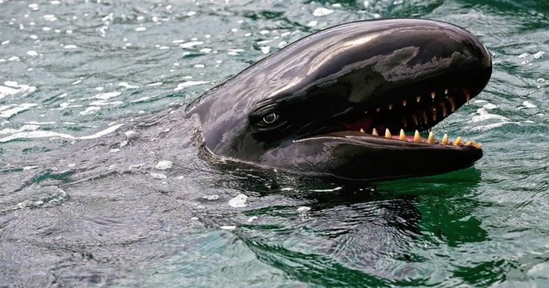 False Killer Whale Pseudorca crassidens ма́лая косатка чёрная косатка