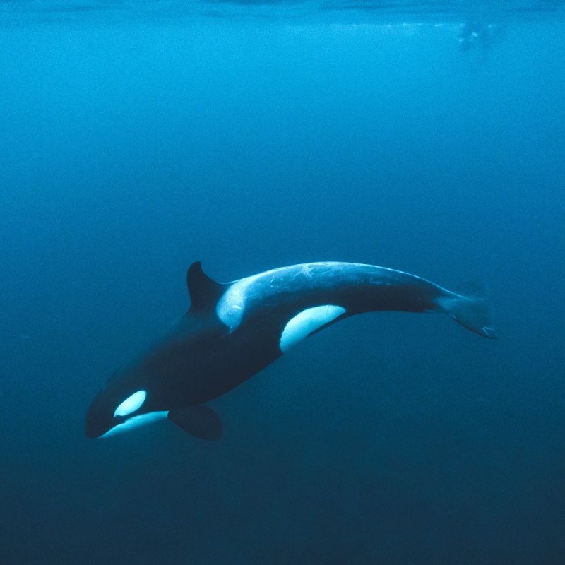 Косатка Orcinus Orca