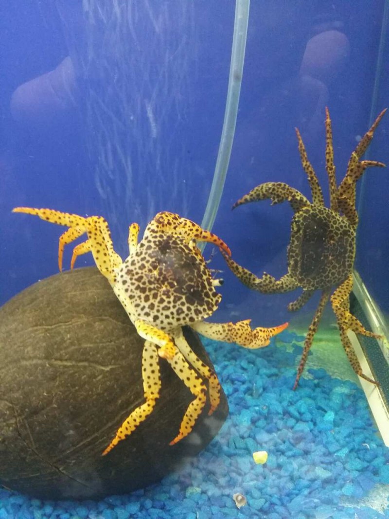 Limnopilos naiyanetri