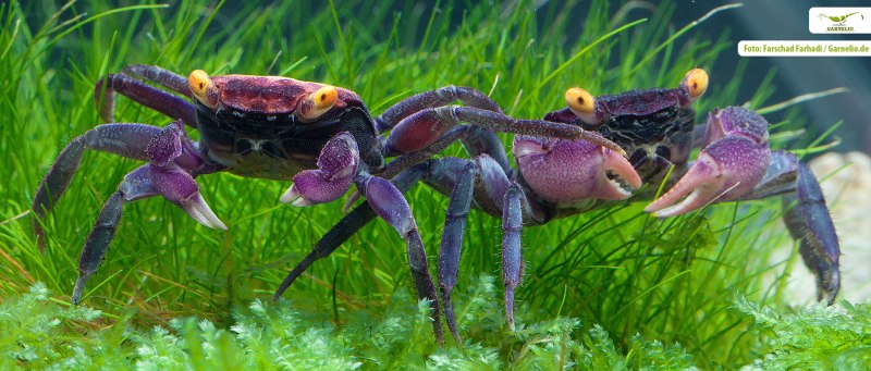 Радужный краб (Cardisoma armatum)