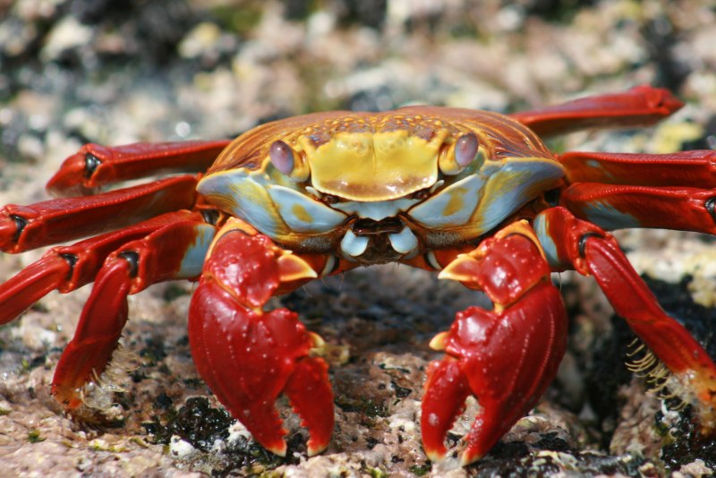 Дальневосточный морской заповедник ракообразные