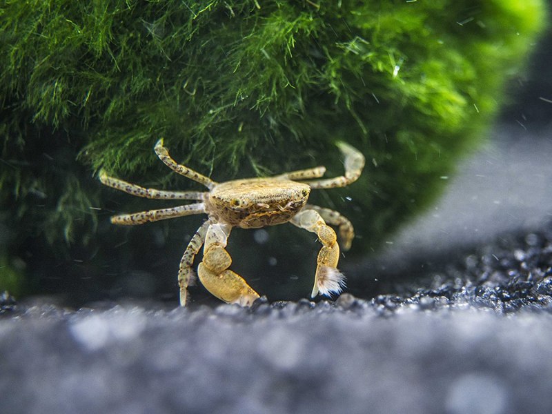 Ptychognathus barbatus