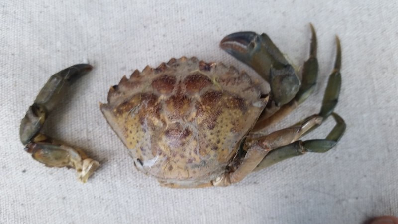 Cardisoma armatum