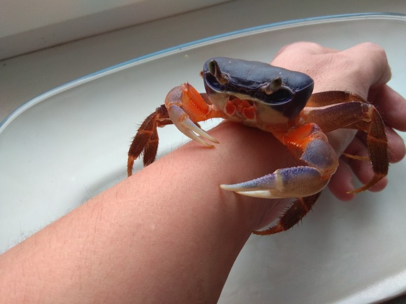 Procambarus alleni синий Флоридский рак.