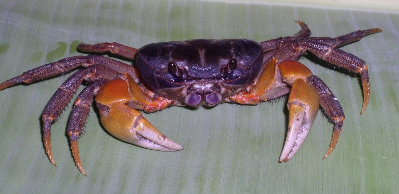 Cambarellus patzcuarensis