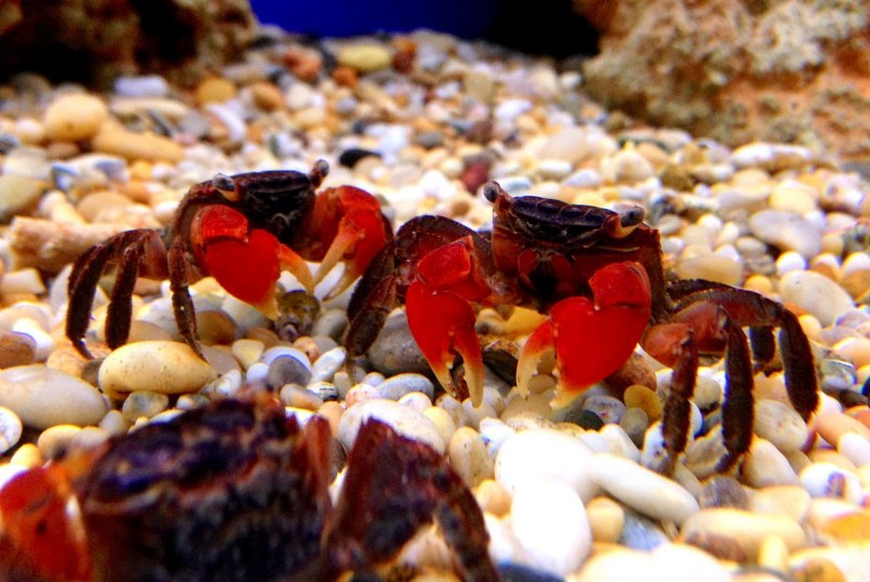 Procambarus Cubensis
