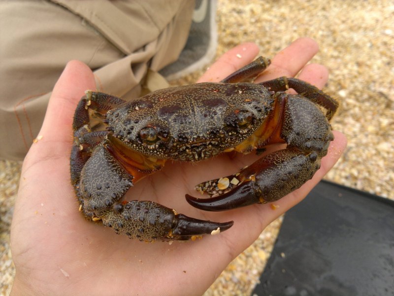 Краб Хэллоуин ( Gecarcinus ruricola)