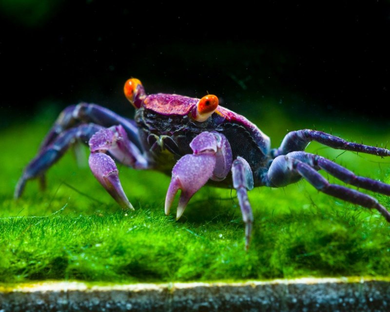 Grapsus Grapsus