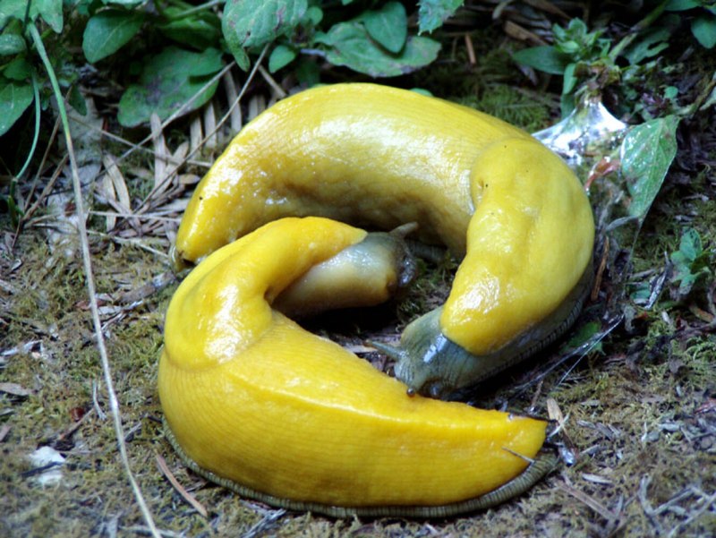 Ariolimax dolichophallus