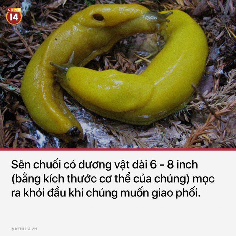 Банановый СЛИЗЕНЬ гермафродит