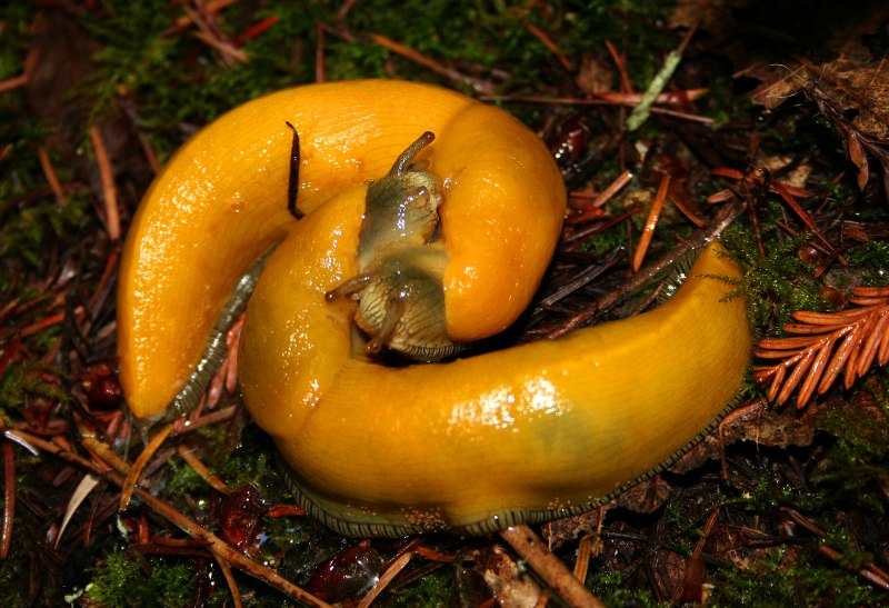 Ariolimax dolichophallus