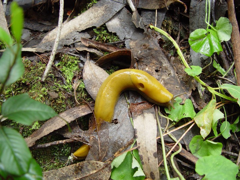 Ariolimax dolichophallus