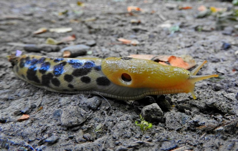 Banana Slug