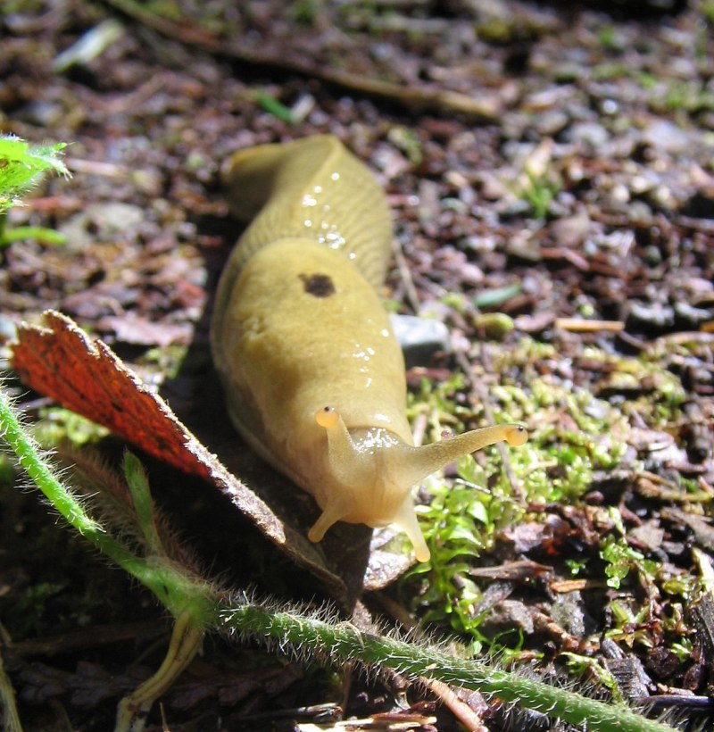 Ariolimax columbianus