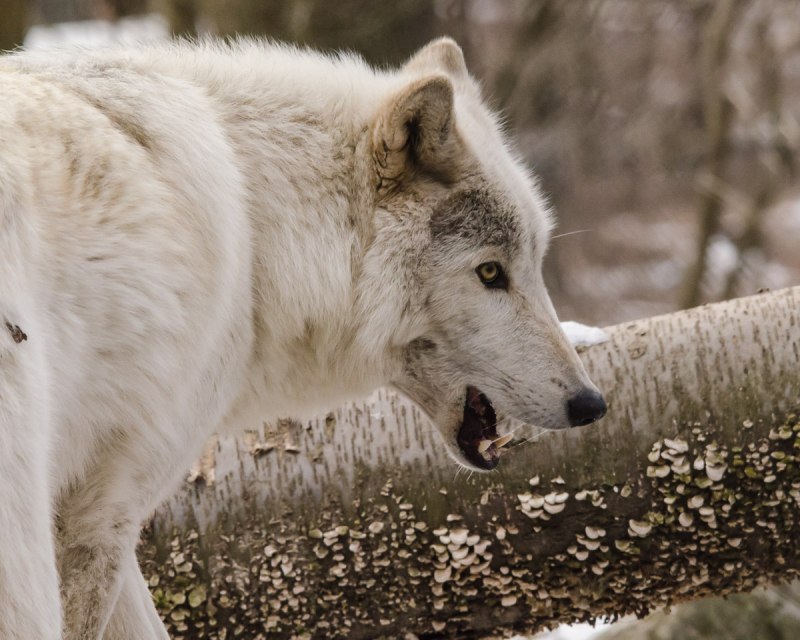 Тундровый волк canis Lupus Albus