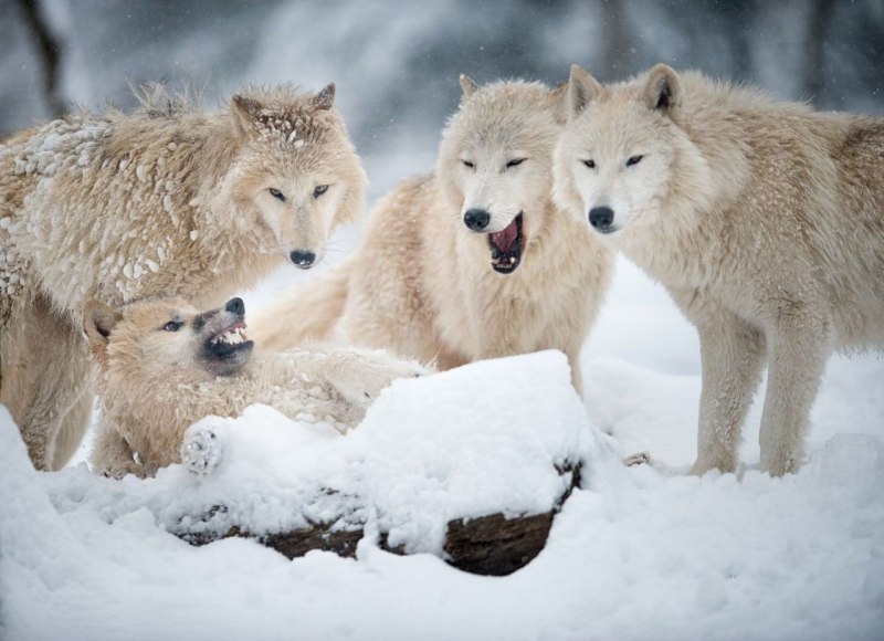 Arctic Wolf (Арктический волк)