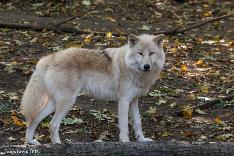 Тундровый волк (canis Lupus Albus) самка